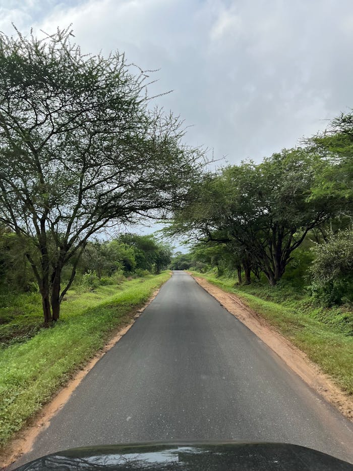 Peaceful countryside road lined with lush trees under a clear sky, perfect for a tranquil journey.