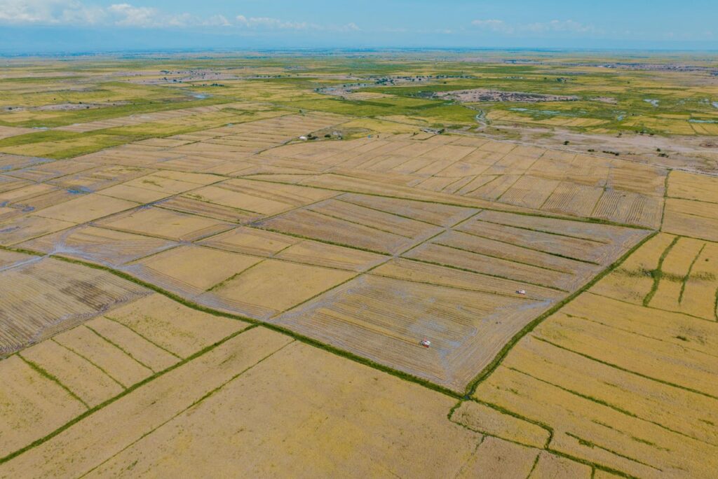Expansive aerial view of cultivated rice fields in Tanzania, showcasing a vast agricultural landscape.