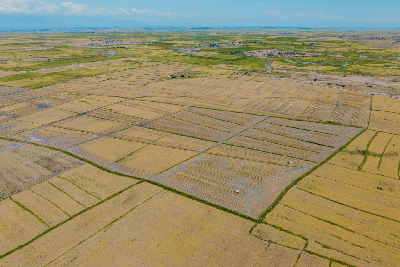 gallery-03 Expansive aerial view of cultivated rice fields in Tanzania, showcasing a vast agricultural landscape.